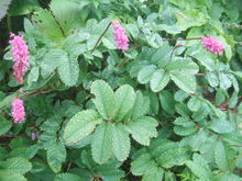 2009_0922_142143-DSCF0658.JPG