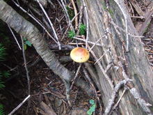 2010_0918_114401-DSCF4343.JPG