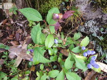 2010_1010_103800-DSCF4600.JPG